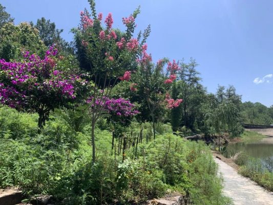 川滇明珠|会东鱼山村规划集体经济项目插图5 川滇明珠|会东鱼山村规划集体经济项目插图5