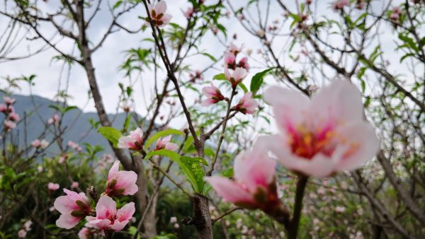 川滇明珠|西昌到会东要经过哪些地方?插图15 川滇明珠|西昌到会东要经过哪些地方?插图15