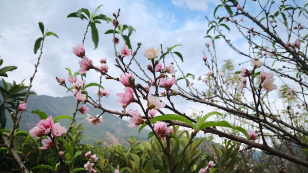 川滇明珠|西昌到会东要经过哪些地方?插图14 川滇明珠|西昌到会东要经过哪些地方?插图14