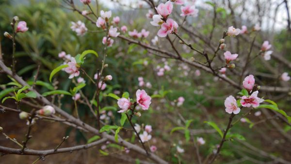 川滇明珠|西昌到会东要经过哪些地方?插图13 川滇明珠|西昌到会东要经过哪些地方?插图13