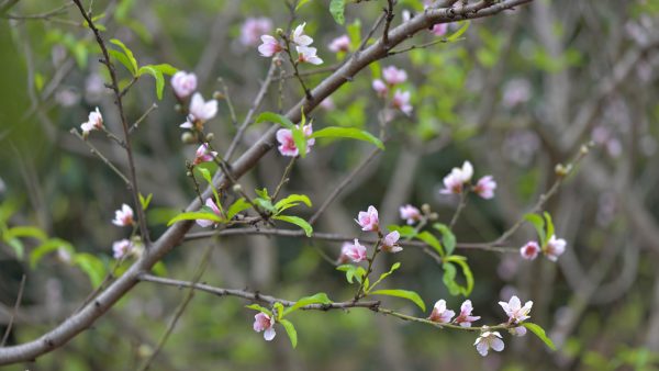 川滇明珠|西昌到会东要经过哪些地方?插图12 川滇明珠|西昌到会东要经过哪些地方?插图12