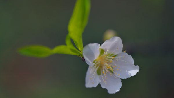 川滇明珠|西昌到会东要经过哪些地方?插图11 川滇明珠|西昌到会东要经过哪些地方?插图11