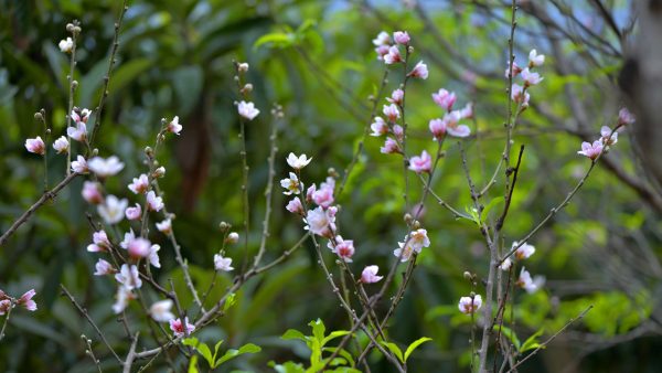 川滇明珠|西昌到会东要经过哪些地方?插图10 川滇明珠|西昌到会东要经过哪些地方?插图10