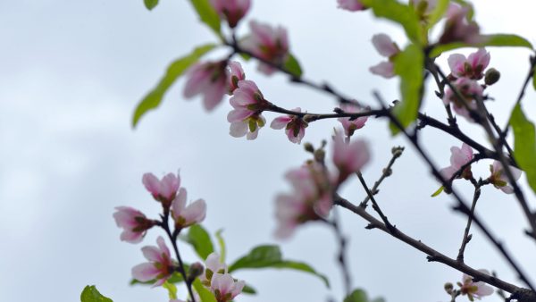 川滇明珠|西昌到会东要经过哪些地方?插图9 川滇明珠|西昌到会东要经过哪些地方?插图9