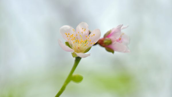 川滇明珠|西昌到会东要经过哪些地方?插图8 川滇明珠|西昌到会东要经过哪些地方?插图8