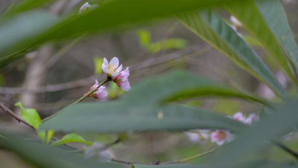 川滇明珠|西昌到会东要经过哪些地方?插图7 川滇明珠|西昌到会东要经过哪些地方?插图7