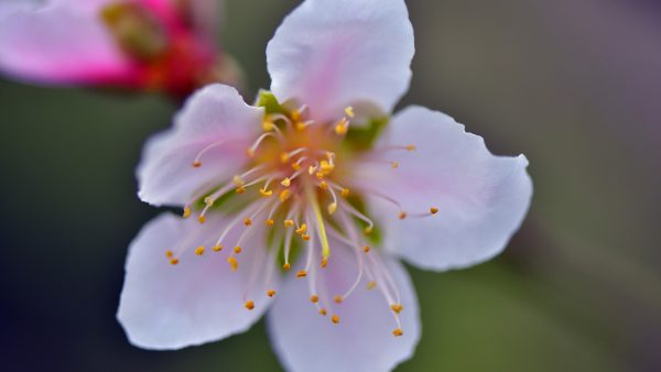 川滇明珠|西昌到会东要经过哪些地方?插图6 川滇明珠|西昌到会东要经过哪些地方?插图6