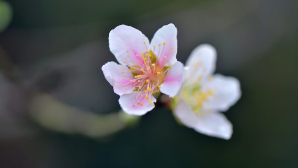 川滇明珠|西昌到会东要经过哪些地方?插图5 川滇明珠|西昌到会东要经过哪些地方?插图5