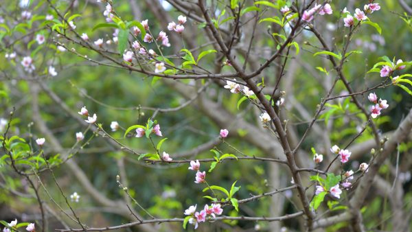 川滇明珠|西昌到会东要经过哪些地方?插图4 川滇明珠|西昌到会东要经过哪些地方?插图4