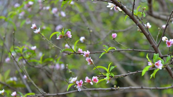 川滇明珠|西昌到会东要经过哪些地方?插图3 川滇明珠|西昌到会东要经过哪些地方?插图3