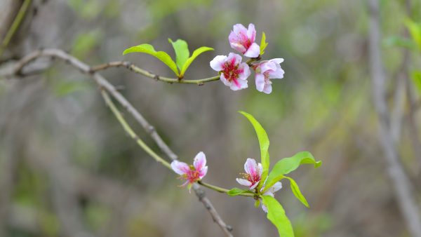 川滇明珠|西昌到会东要经过哪些地方?插图2 川滇明珠|西昌到会东要经过哪些地方?插图2