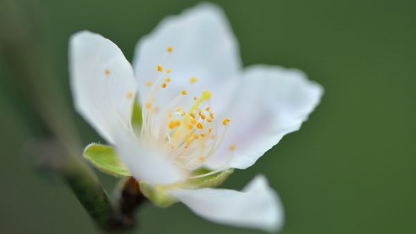 川滇明珠|西昌到会东要经过哪些地方?插图1 川滇明珠|西昌到会东要经过哪些地方?插图1