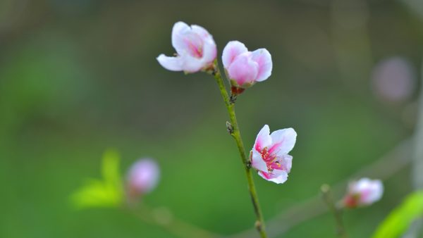 川滇明珠|西昌到会东要经过哪些地方?插图 川滇明珠|西昌到会东要经过哪些地方?插图