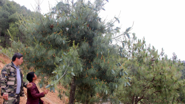 会东华山松地理标志,深山大财富插图4 会东华山松地理标志,深山大财富插图4