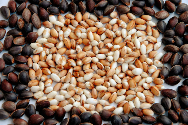 会东华山松地理标志,深山大财富插图2 会东华山松地理标志,深山大财富插图2