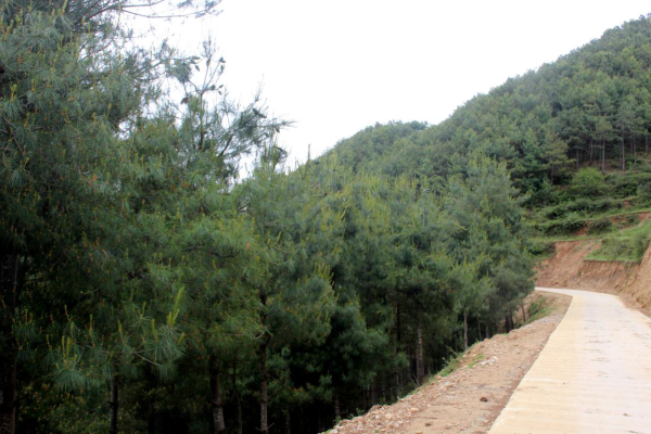 会东华山松地理标志,深山大财富插图1 会东华山松地理标志,深山大财富插图1