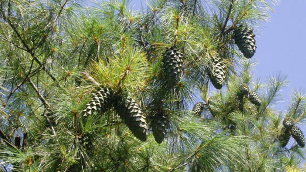 会东华山松地理标志,深山大财富插图 会东华山松地理标志,深山大财富插图