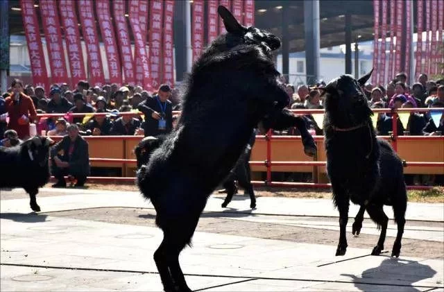 快来qio!四川会东“美羊羊”和“喜羊羊”谁更美?插图2 快来qio!四川会东“美羊羊”和“喜羊羊”谁更美?插图2
