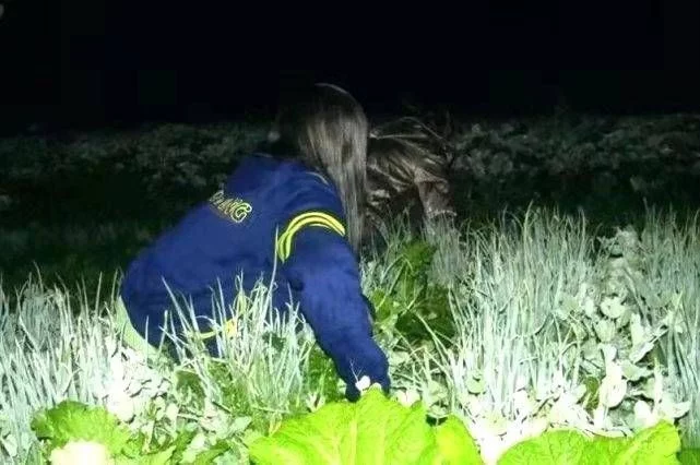 元宵夜,四川会东人忙着“偷青”插图 元宵夜,四川会东人忙着“偷青”插图