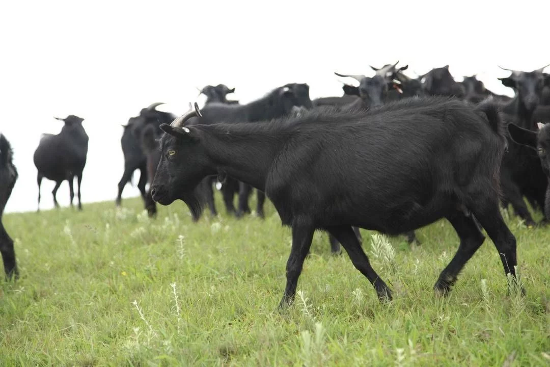 快来qio!四川会东“美羊羊”和“喜羊羊”谁更美?插图3 快来qio!四川会东“美羊羊”和“喜羊羊”谁更美?插图3