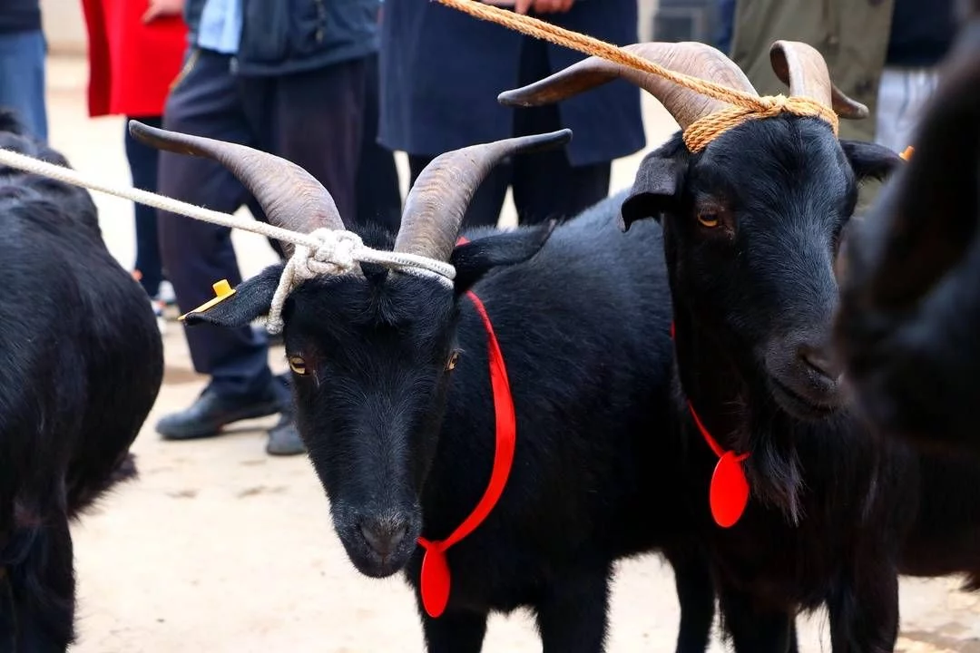 快来qio!四川会东“美羊羊”和“喜羊羊”谁更美?插图 快来qio!四川会东“美羊羊”和“喜羊羊”谁更美?插图