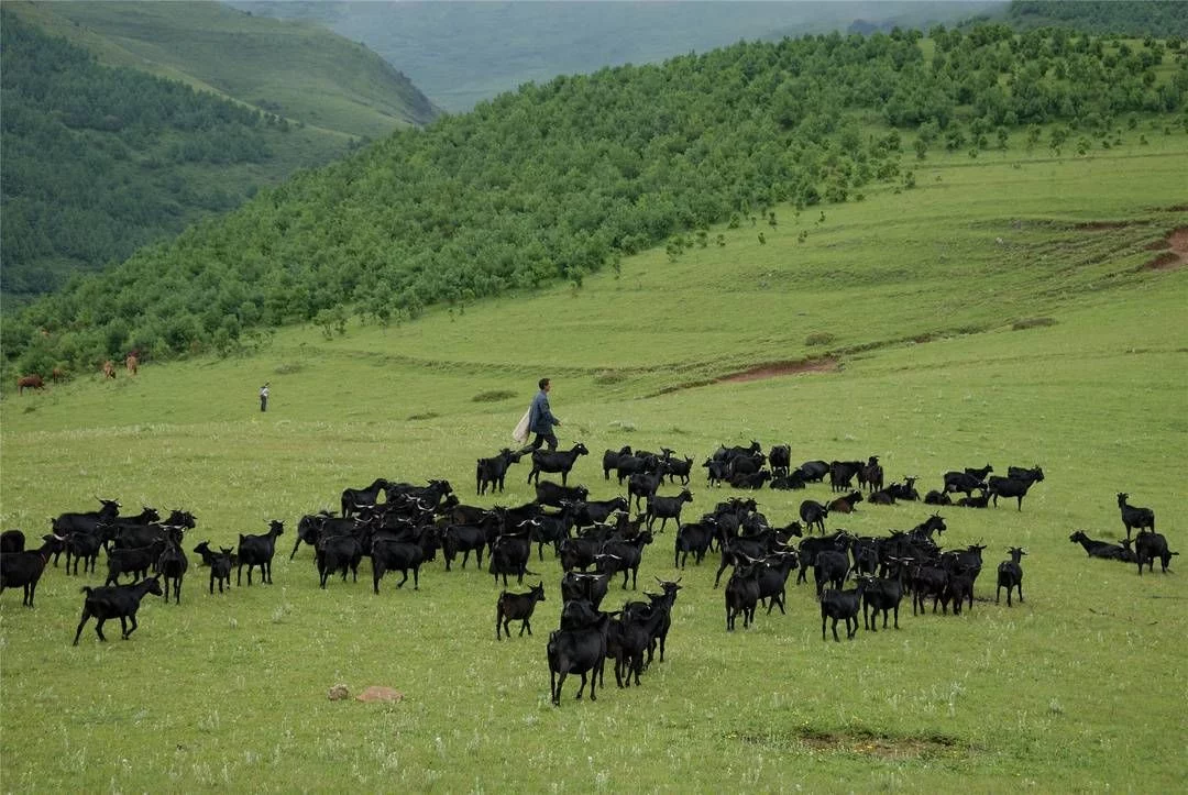 快来qio!四川会东“美羊羊”和“喜羊羊”谁更美?插图4 快来qio!四川会东“美羊羊”和“喜羊羊”谁更美?插图4