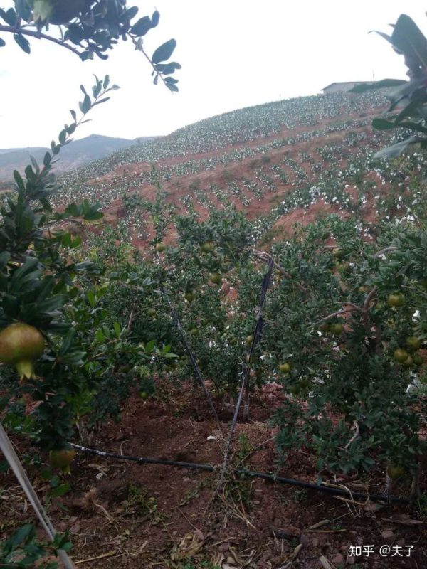 浅谈四川会东软籽石榴代办心得插图