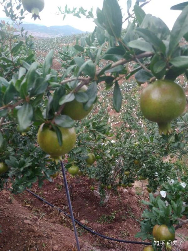 浅谈四川会东软籽石榴代办心得插图1