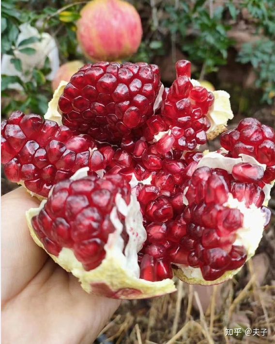 浅谈四川会东软籽石榴代办心得插图2