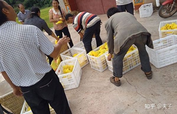 浅谈四川会东软籽石榴代办心得插图3