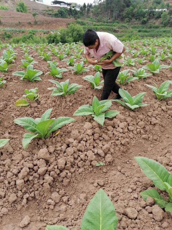 川滇明珠“四叶草”姓烟 去年带动农民增收10亿元插图2 川滇明珠“四叶草”姓烟 去年带动农民增收10亿元插图2
