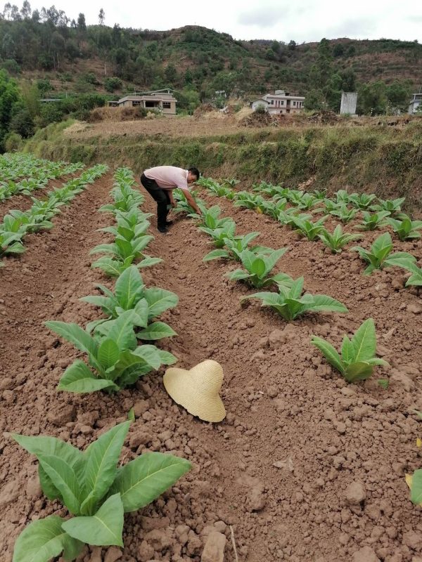 会东县财政收入，会东县2021年10.37亿插图3