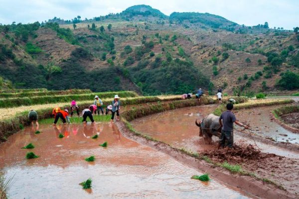 会东发布：爆火全网的会东“冲浪式”耙田又来啦！插图