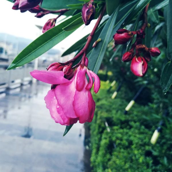 川滇明珠|一个会东人对自己家乡的感情插图1 川滇明珠|一个会东人对自己家乡的感情插图1