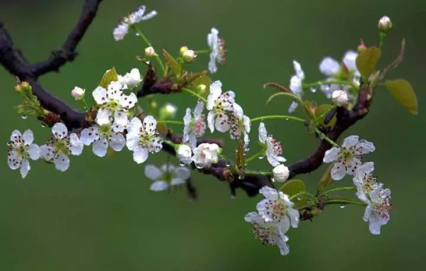 川滇明珠|一个会东人对自己家乡的感情插图 川滇明珠|一个会东人对自己家乡的感情插图