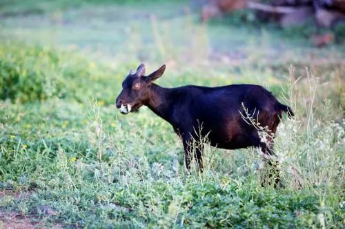 会东县土特产有什么（会东县有哪些特产）？插图11