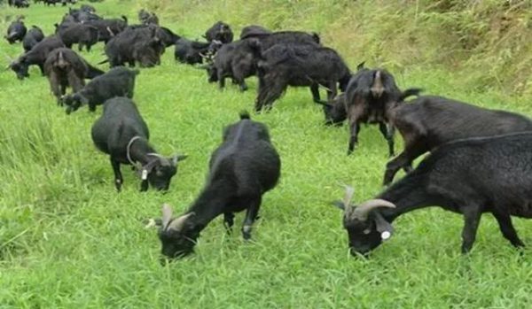 凉山会东县海拔多少米？插图1