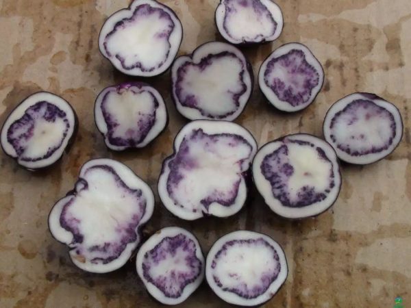 川滇明珠|一个会东人的会东情插图1