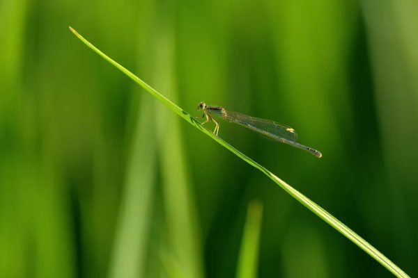 川滇明珠|会东的春天太美了插图1