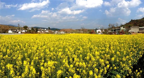 川滇明珠|会东的春天太美了插图2