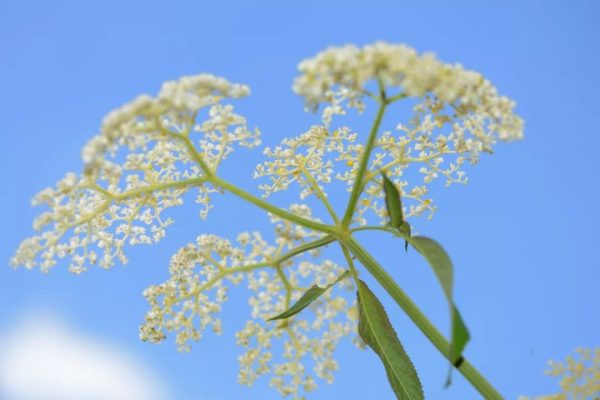 川滇明珠|会东的春天太美了插图3