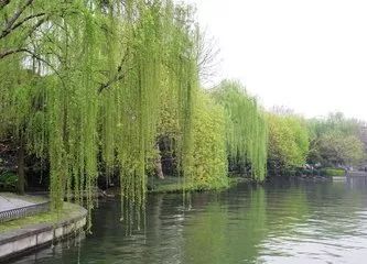 川滇明珠|会东，邂逅会东之春插图1