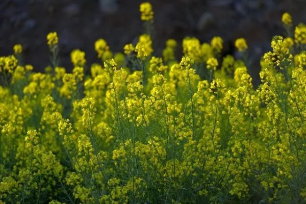 川滇明珠|会东，邂逅会东之春插图2