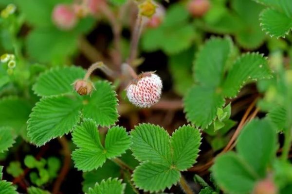 川滇明珠|会东，邂逅会东之春插图4