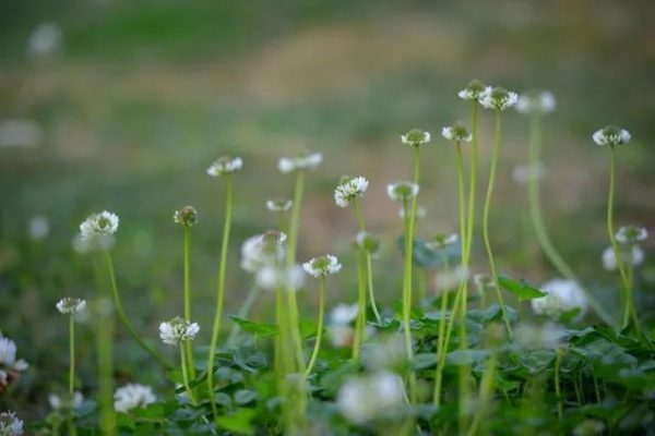 川滇明珠|会东，邂逅会东之春插图