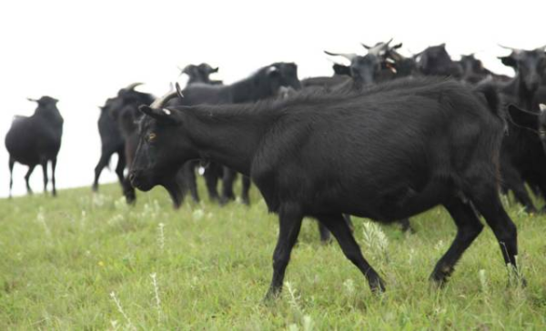 川滇明珠会东县首届黑山羊美食节插图15 川滇明珠会东县首届黑山羊美食节插图15