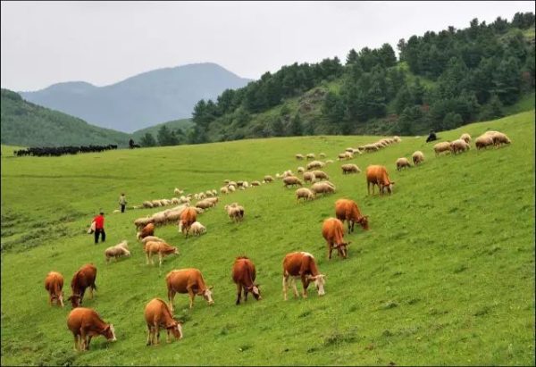 川滇明珠会东县首届黑山羊美食节插图11 川滇明珠会东县首届黑山羊美食节插图11