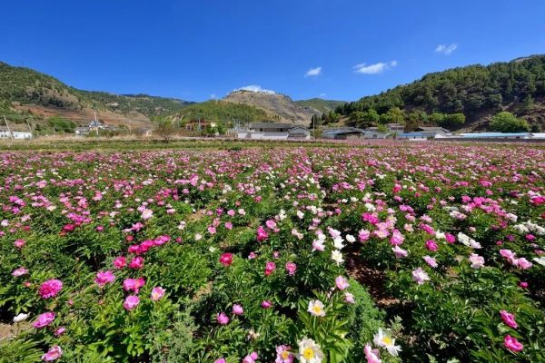 川滇明珠会东:芍药花开待客来插图 川滇明珠会东:芍药花开待客来插图