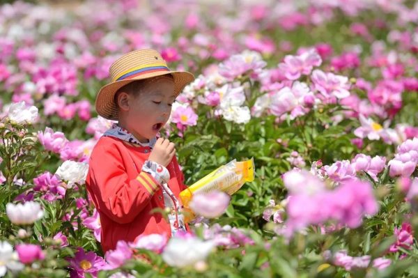 川滇明珠会东:芍药花开待客来插图3 川滇明珠会东:芍药花开待客来插图3