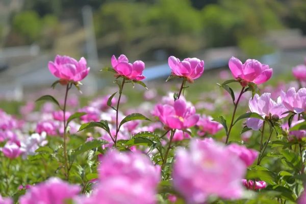 川滇明珠会东:芍药花开待客来插图1 川滇明珠会东:芍药花开待客来插图1